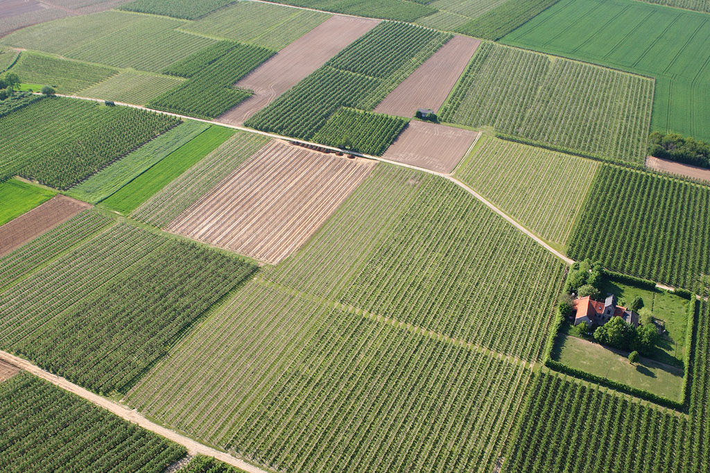 Cum sa driblezi criza facand agricultura cu cap